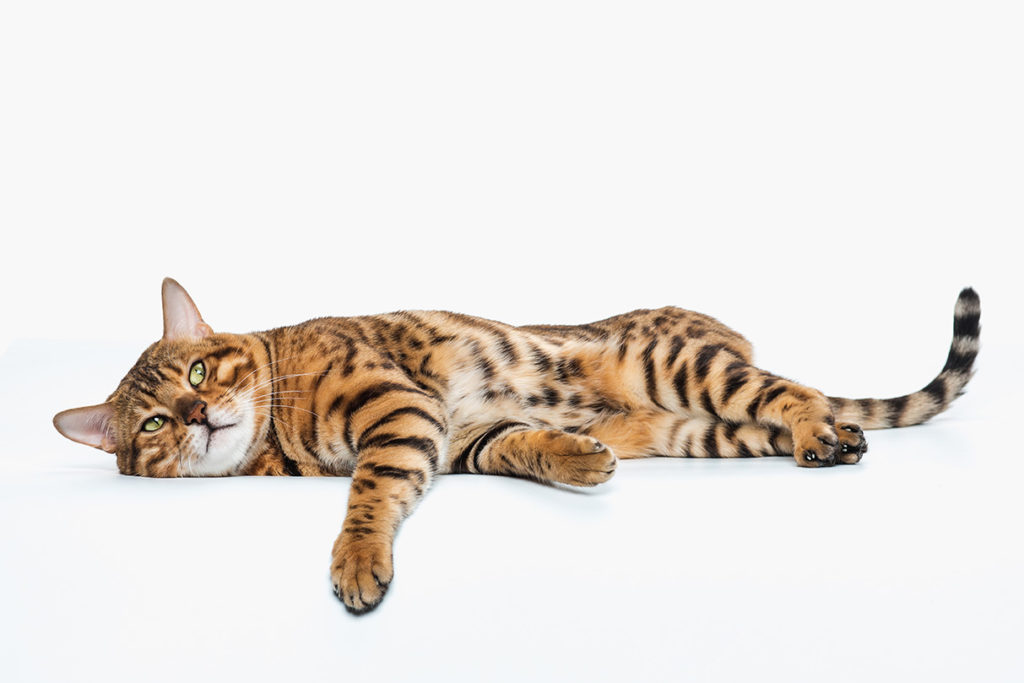 le chat du bengal - supercroquettes